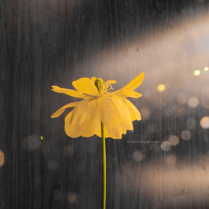 蓝莓视频♥成人app♥ios
